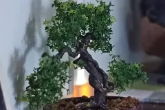 bonsai